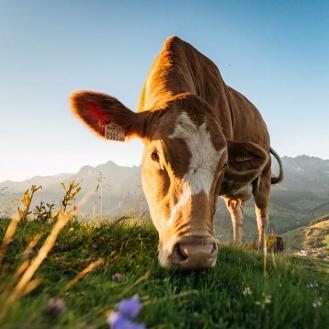 unterleegut ferienwohnungen foto c Hochkoenig Tourismus GmbH 038
